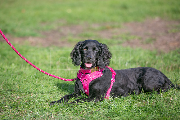 Scruffts Detling Heat 20th Sept 2026-144