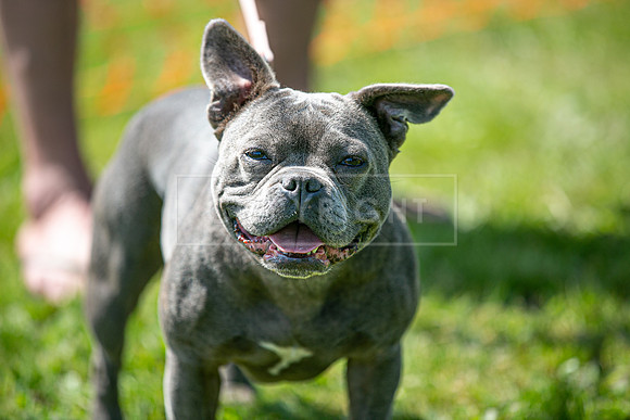 Scruffts at Trentham Park 21st May 2023-25