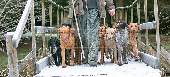 Gundogs-26