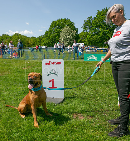 Scruffts at Trentham Park 21st May 2023-17