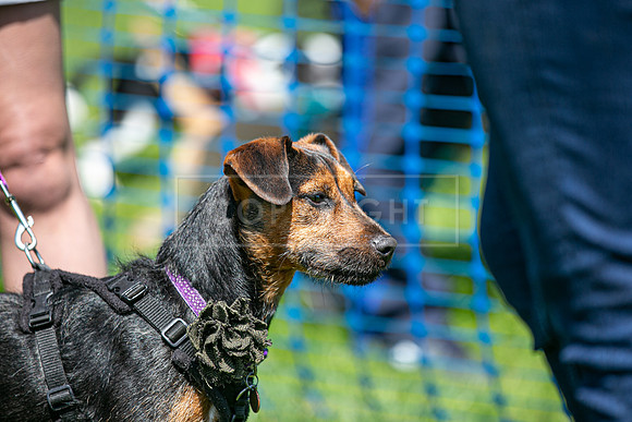Scruffts at Trentham Park 21st May 2023-28