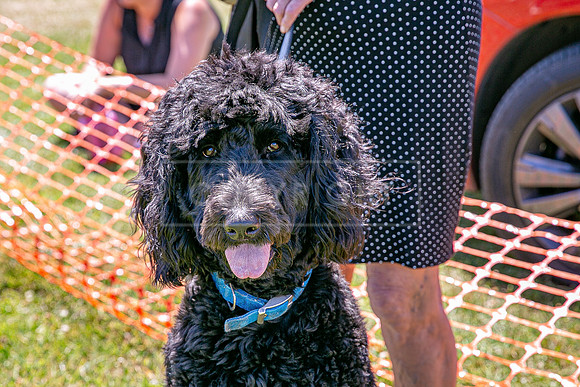 Scruffts heat @ Wadebridge 13th July 2025-41