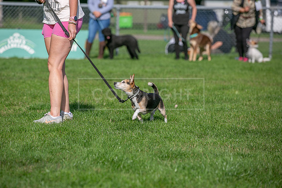 Scruffts Detling Heat 20th Sept 2026-140