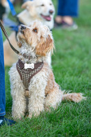 Scruffts Detling Heat 20th Sept 2026-011