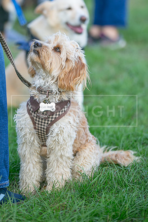 Scruffts Detling Heat 20th Sept 2026-011