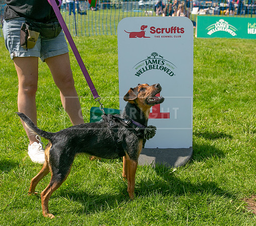 Scruffts at Trentham Park 21st May 2023-43