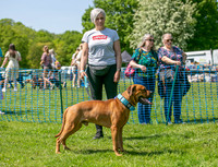 Scruffts at Trentham Park 21st May 2023-06