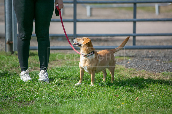 Scruffts Detling Heat 20th Sept 2026-119