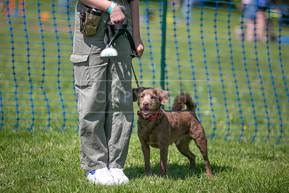 Scruffts at Trentham Park 21st May 2023-13