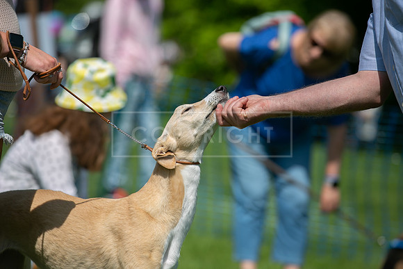 Scruffts at Trentham Park 21st May 2023-53