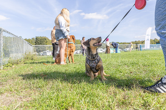 Scruffts Detling Heat 20th Sept 2026-029