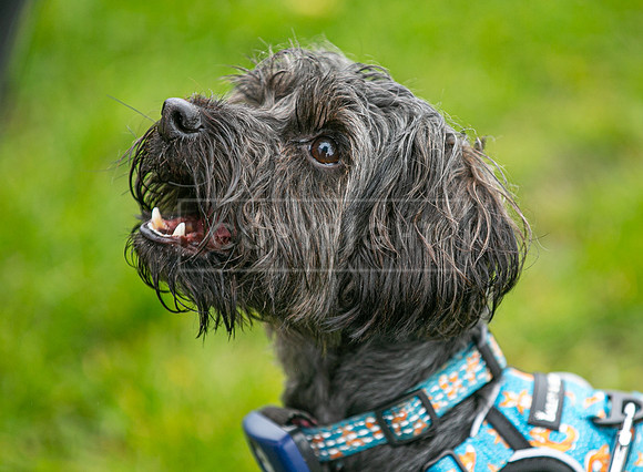 Scruffts  Newark 23 Apr 23-46
