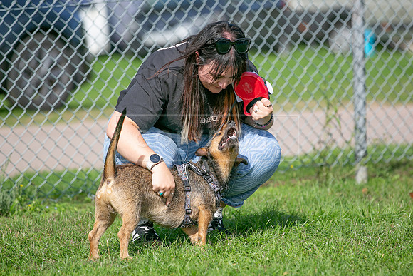 Scruffts Detling Heat 20th Sept 2026-027