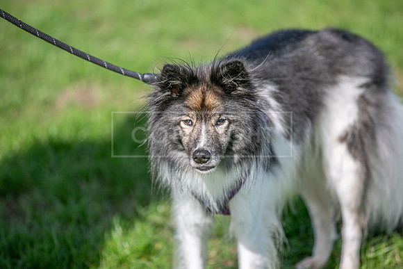 Scruffts Detling Heat 20th Sept 2026-035