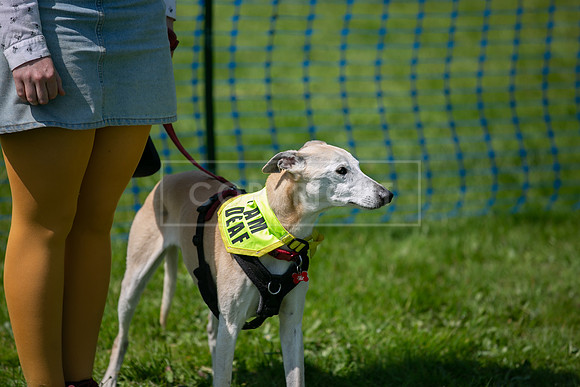 Scruffts at Trentham Park 21st May 2023-50
