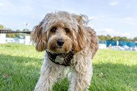 Scruffts Detling Heat 20th Sept 2026-014