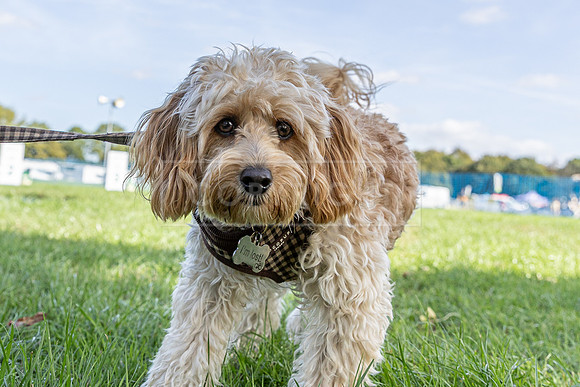 Scruffts Detling Heat 20th Sept 2026-014
