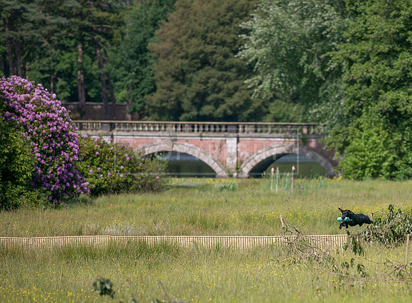 Capesthorne Hall Thursday 15th June 2023-020