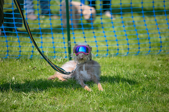 Scruffts at Trentham Park 21st May 2023-26