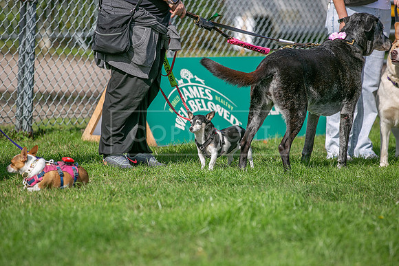 Scruffts Detling Heat 20th Sept 2026-066