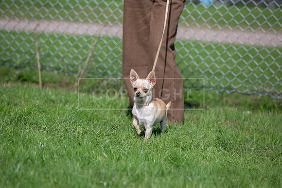 Scruffts Detling Heat 20th Sept 2026-032