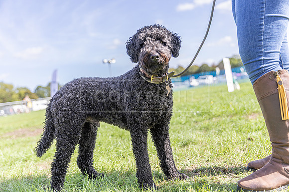 Scruffts Detling Heat 20th Sept 2026-021