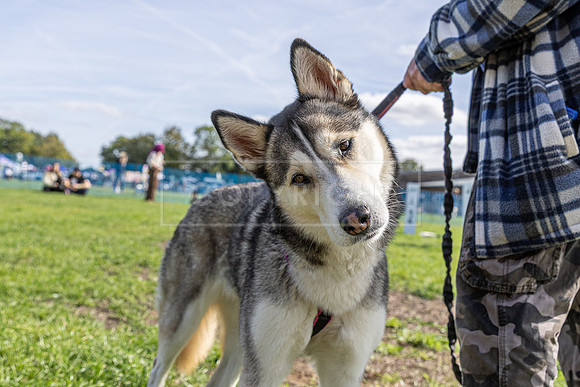 Scruffts Detling Heat 20th Sept 2026-074
