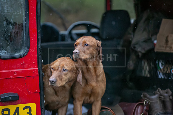 Gundogs-29