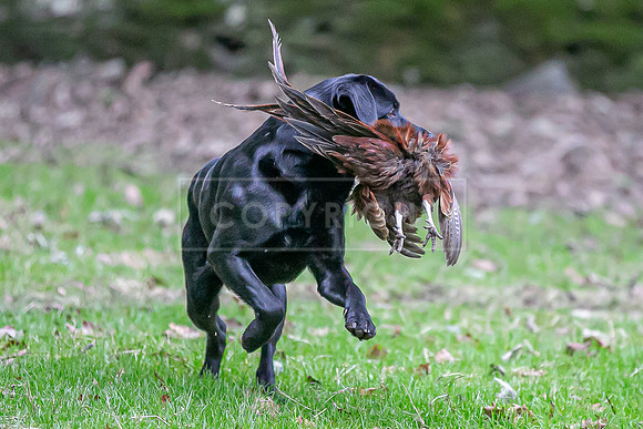Gundogs-54