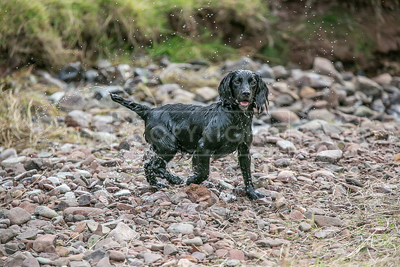 Gundogs-60