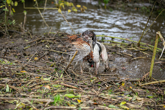 Gundogs-37