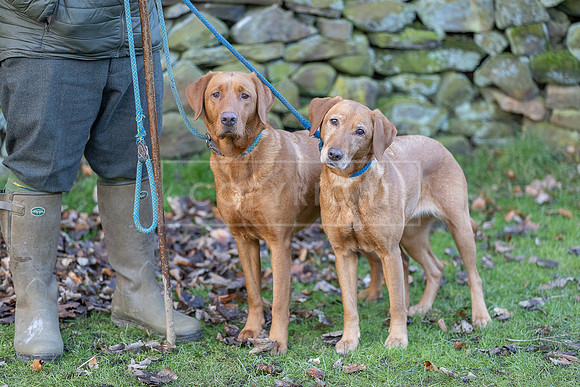 Gundogs-42