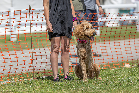 Scruffts heat @ Wadebridge 13th July 2025-58