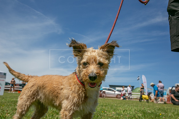 Scruffts heat @ Wadebridge 13th July 2025-82