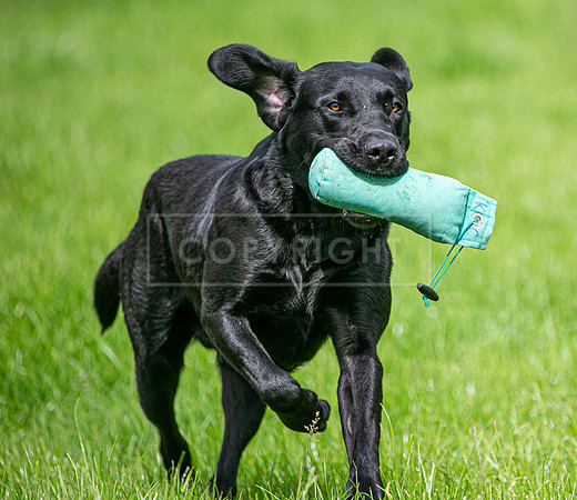 Int Retriever Day 1 -195