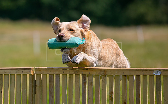 Gundogs-06