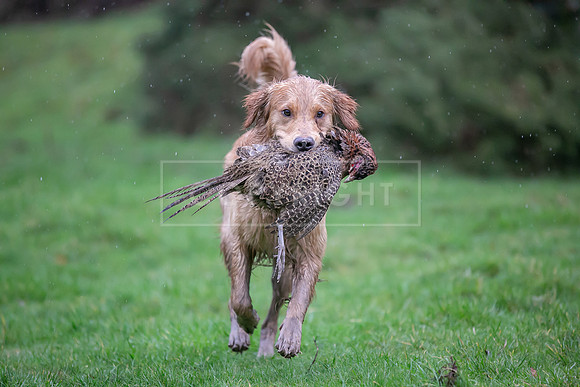 Gundogs-27