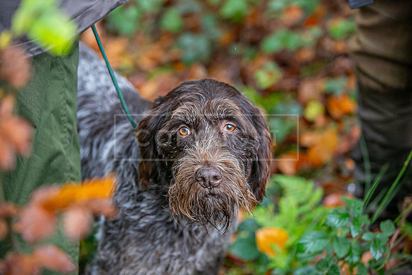 Gundogs-57