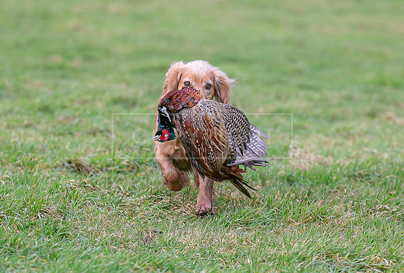 Gundogs-20