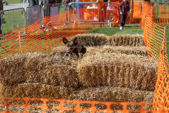 Thoresby Sun 30th Mar 25-122