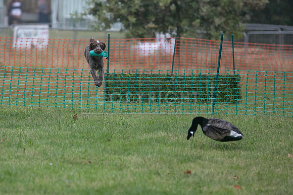 Jixenwell Scurry Challenge Final 2024-0073