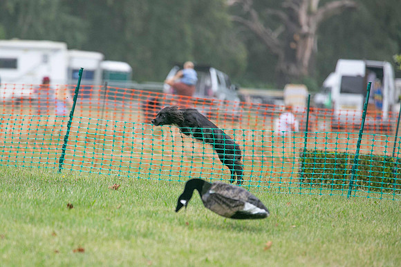 Jixenwell Scurry Challenge Final 2024-0283