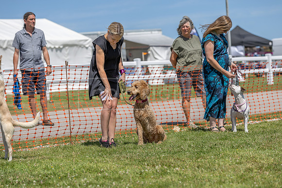 Scruffts heat @ Wadebridge 13th July 2025-54