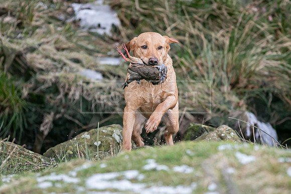 Gundogs-24