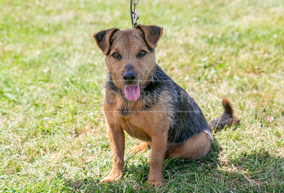 Scruffts heat @ Wadebridge 13th July 2025-115