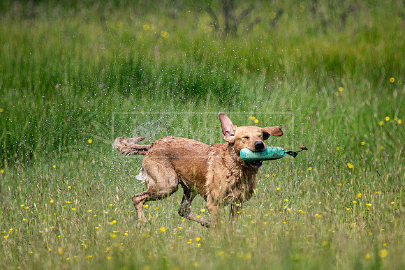 Int Retriever Day 1 -093