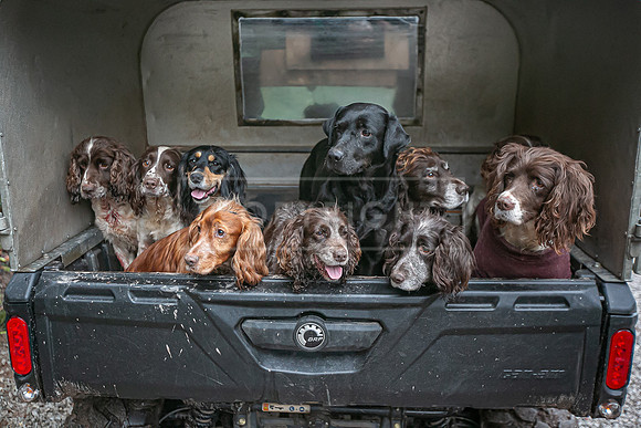 Gundogs-38