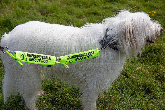 Scruffts @ Hylands Park 5th May 2024-024