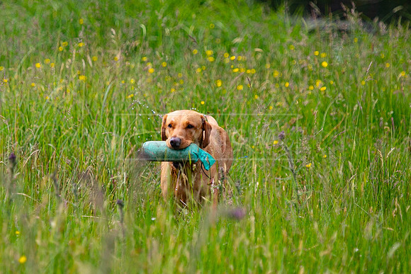 Int Retriever Day 1 -052