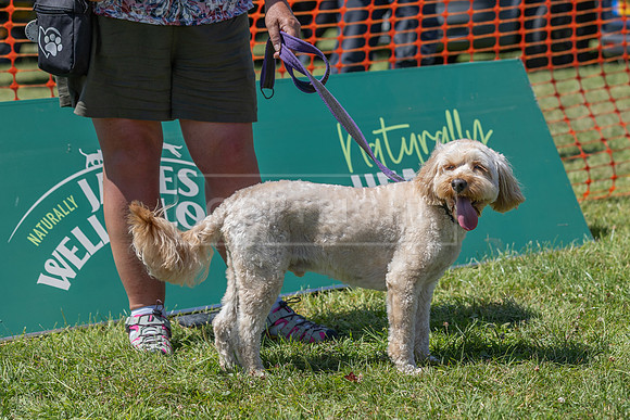 Scruffts heat @ Wadebridge 13th July 2025-37